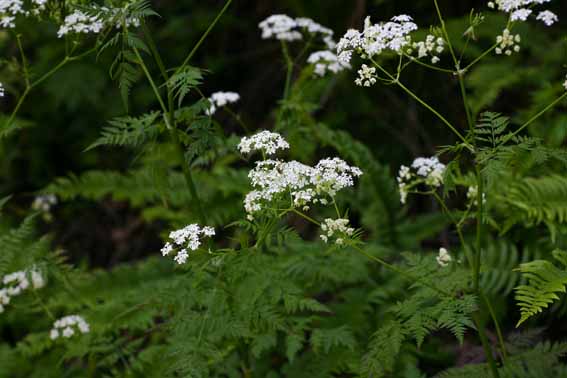 シャク 杓 Anthrissus Sylvestris セリ科シャク属