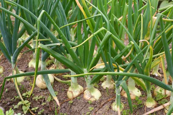 タマネギ 玉葱 胡葱 こそう Allium Cepa ネギ科ネギ属 球根