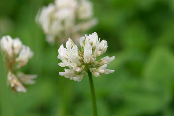 シロツメクサ 白詰草 クローバー Trifolium Repens マメ科シャジクソウ属 薬になる植物