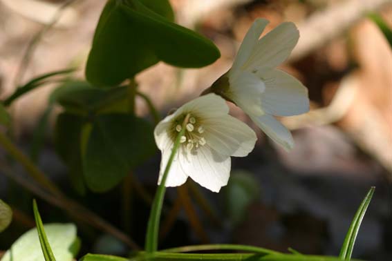 ミヤマカタバミ 深山傍草 Oxalis Griffithii カタバミ科カタバミ属