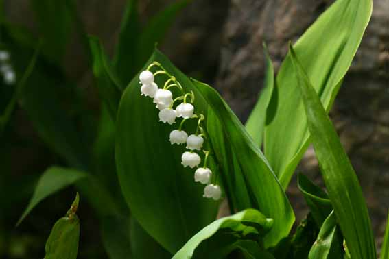 ドイツスズラン ドイツすずらん 独逸鈴蘭 鈴蘭根 すずらんこん Convallaria Keiskei ユリ科スズラン属