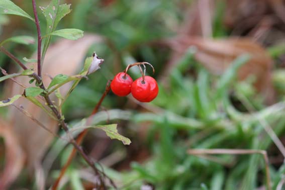 ドイツスズラン ドイツすずらん 独逸鈴蘭 鈴蘭根 すずらんこん Convallaria Keiskei ユリ科スズラン属