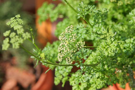 パセリ オランダゼリ 和蘭芹 Petroselium Crispum セリ科オランダゼリ属