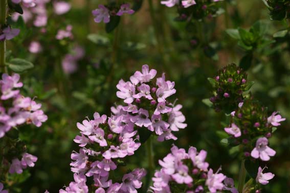 タイム タチジャコウソウ 立麝香草 たちじゃこうそう Thymus Vulgaris シソ科ジャコウソウ属