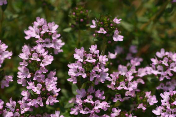 タイム タチジャコウソウ 立麝香草 たちじゃこうそう Thymus Vulgaris シソ科ジャコウソウ属