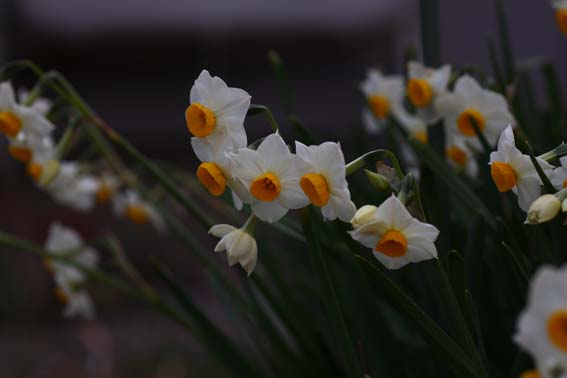 ニホンスイセン 日本水仙 Narcissus Tazetta Var Chinensis ヒガンバナ科スイセン属