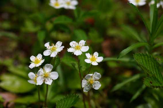 シロバナノヘビイチゴ 白花の蛇苺 Fragaria Nipponica バラ科オランダイチゴ属