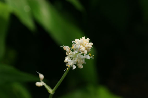 ヤブミョウガ 藪茗荷 Pollia Japonica ツユクサ科ヤブミョウガ属