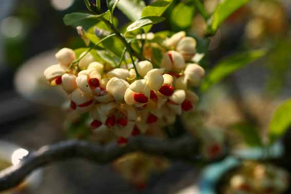 マユミ 白実マユミ 真弓 Euonymus Sieboldianus ニシキギ科ニシキギ属 苗