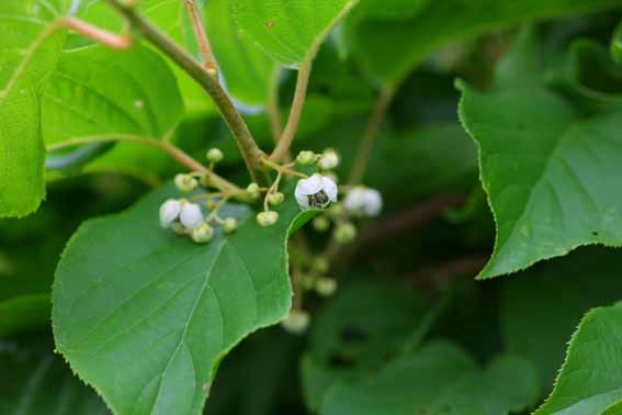 サルナシ 猿梨 シラクチヅル コクワ サルナシ花 Actinidia Arguta マタタビ科マタタビ属 サルナシ苗 新潟県新潟市