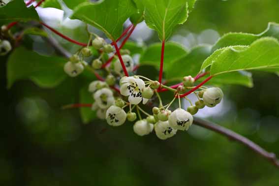 サルナシ 猿梨 シラクチヅル コクワ サルナシ花 Actinidia Arguta マタタビ科マタタビ属 サルナシ苗 新潟県新潟市