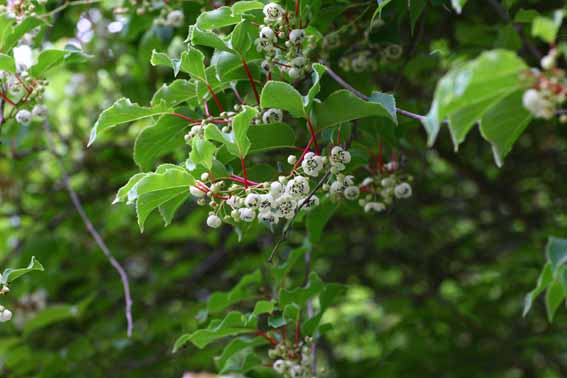 サルナシ 猿梨 シラクチヅル コクワ サルナシ花 Actinidia Arguta マタタビ科マタタビ属 サルナシ苗 新潟県新潟市