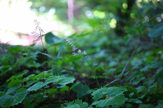 カニコウモリ 蟹蝙蝠 Cacalia Adenostyloides キク科コウモリソウ属