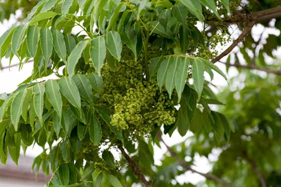 ハゼノキ 黄櫨 ハゼ リュウキュウハゼ 木蝋 もくろう Rhus Succedanea ウルシ科ウルシ属