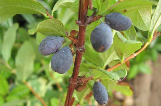 ハスカップ クロミノウグイスカグラ 黒実の鶯神楽 Lonicera Caerulea Var Emphyllocalyx スイカズラ科スイカズラ属 苗