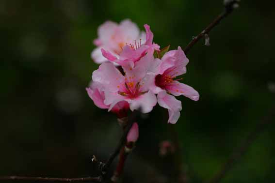 プルーン セイヨウスモモ 西洋酸桃 Prunus Domestica バラ科サクラ属 苗 新潟県新潟市