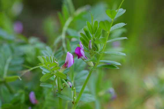 カラスノエンドウ 烏の豌豆 ヤハズノエンドウ Vicia Angustifolia マメ科ソラマメ属