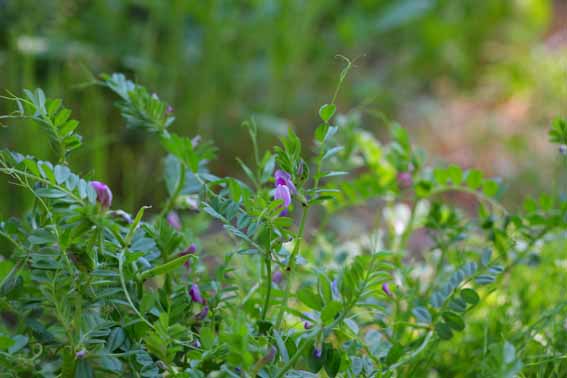 カラスノエンドウ 烏の豌豆 ヤハズノエンドウ Vicia Angustifolia マメ科ソラマメ属