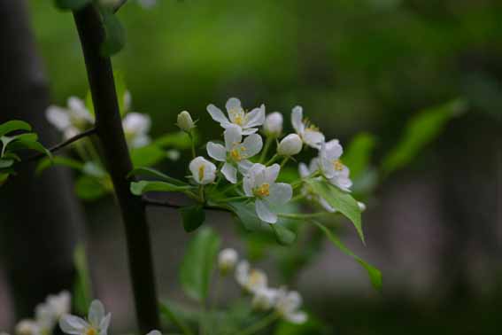 ズミ 酢実 コリンゴ ミツバカイドウ コナシ 花 Malus Sieboldii バラ科リンゴ属