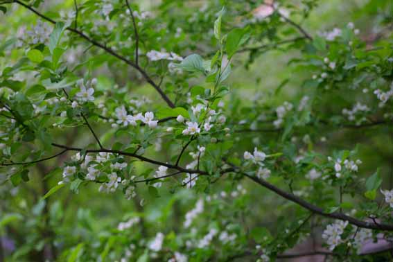 ズミ 酢実 コリンゴ ミツバカイドウ コナシ 花 Malus Sieboldii バラ科リンゴ属