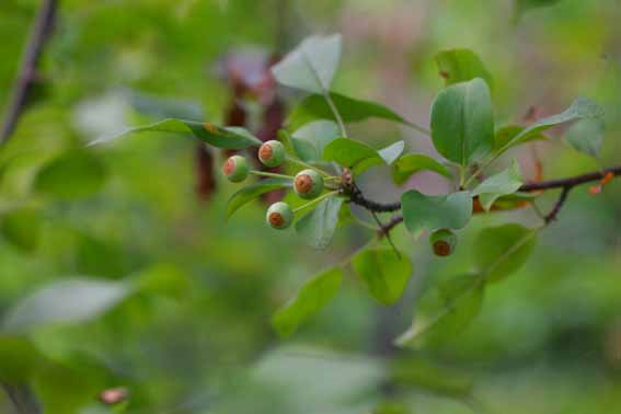 ズミ 酢実 コリンゴ ミツバカイドウ コナシ 果実 Malus Sieboldii バラ科リンゴ属