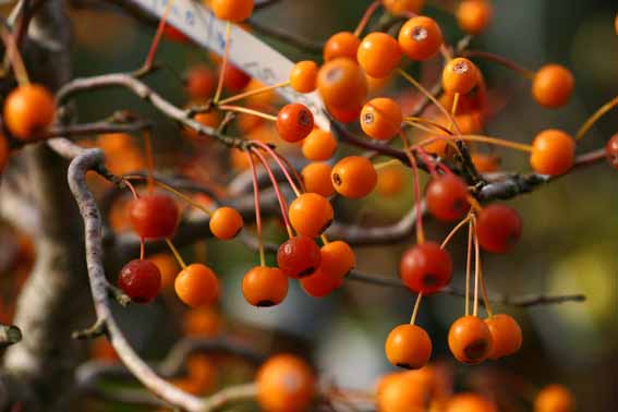 キミズミ 黄実酢実 コリンゴ ミツバカイドウ コナシ 果実 Malus Sieboldii F Toringo バラ科リンゴ属