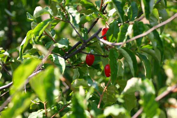 トウグミ トウグミの果実 唐茱萸 ツクシグミ Elaeagnus Multiflora Var Hortensis グミ科グミ属 苗