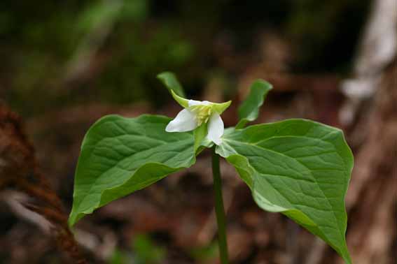 シロバナエンレイソウ 白色延齢草 ミヤマエンレイソウ Trillium Tschonoskii ユリ科エンレイソウ属