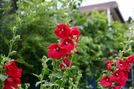 タチアオイ 立葵 蜀葵 Althaea Rosea Cay Hollyhock アオイ科ビロードアオイ属