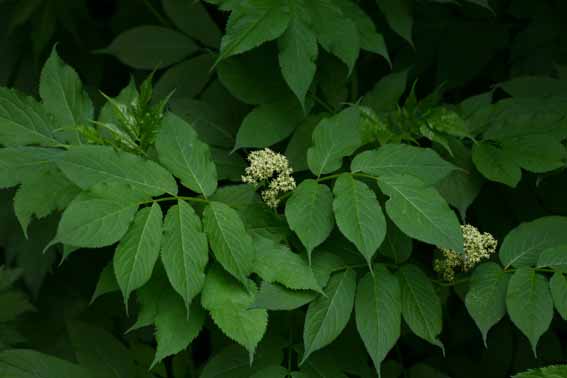 エゾニワトコ 蝦夷接骨木 Sambucus Racemosa Ssp Kamtschatica スイカズラ科ニワトコ属