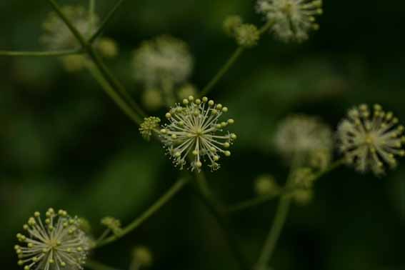 と 書く 植物 独活