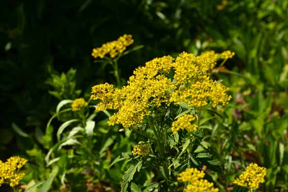 ハマオミナエシ 敗醤 はいしょう 黄屈花 おうくつか 黄花敗醤 おうかはいしょう Patrinia Scabiosafolia Var Crassa オミナエシ科オミナエシ属