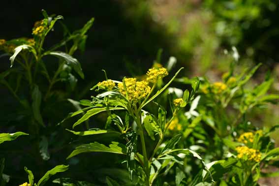 ハマオミナエシ 敗醤 はいしょう 黄屈花 おうくつか 黄花敗醤 おうかはいしょう Patrinia Scabiosafolia Var Crassa オミナエシ科オミナエシ属