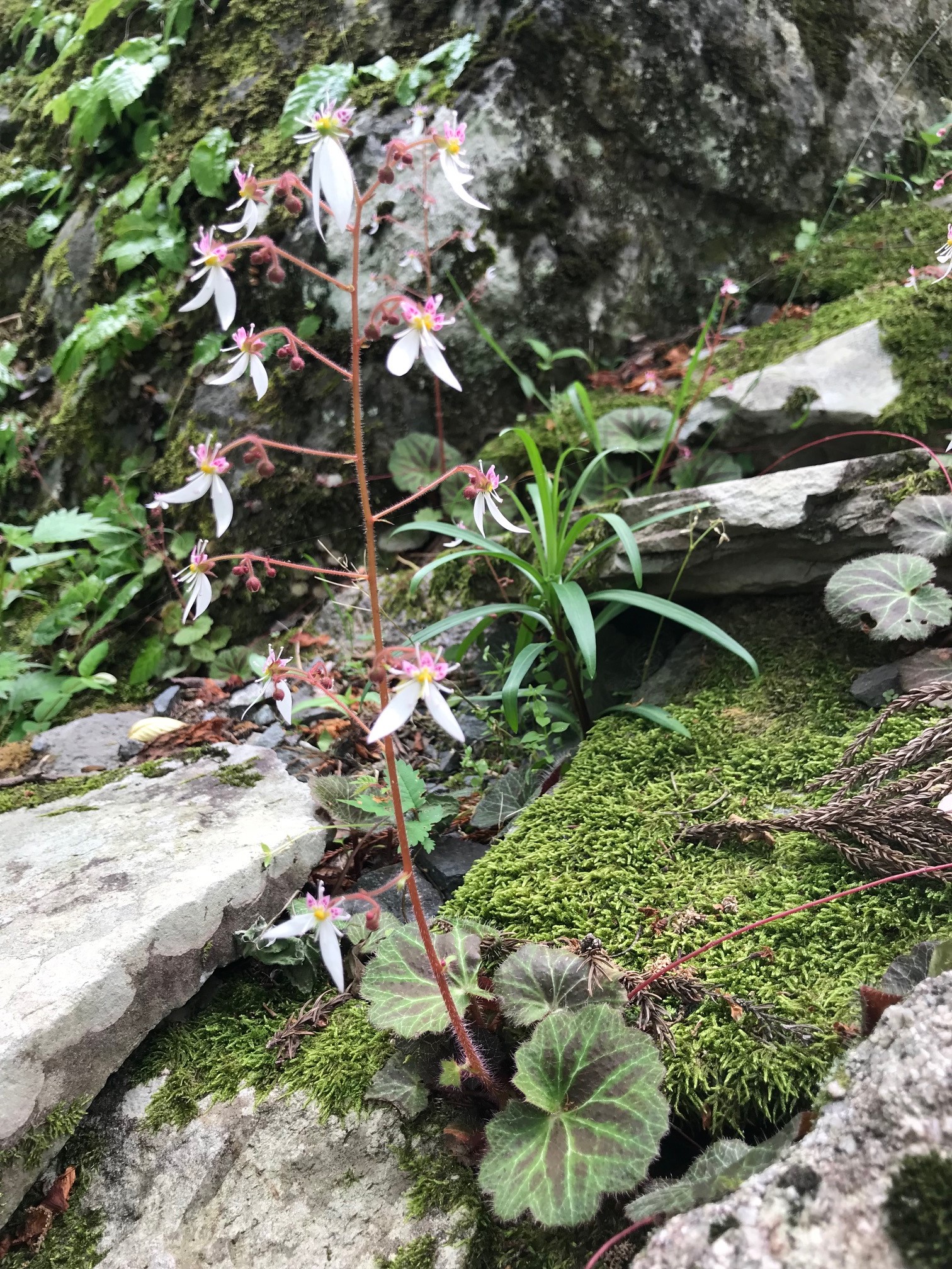 ユキノシタ ゆきのした 雪ノ下 虎耳草 こじそう Saxifraga Stolonifera ユキノシタ科ユキノシタ属 苗