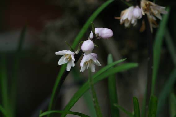 オオバジャノヒゲ 大葉蛇の鬚 麦門冬 ばくもんどう Ophiopogon Planiscapus ユリ科ジャノヒゲ属