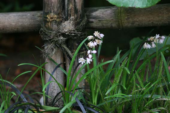 オオバジャノヒゲ 大葉蛇の鬚 麦門冬 ばくもんどう Ophiopogon Planiscapus ユリ科ジャノヒゲ属