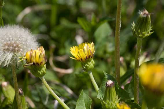 タンポポ たんぽぽ 蝦夷蒲公英 蒲公英 ぼこうえい 蒲公英根 ぼこうえいこん Taraxacum Hondoense キク科タンポポ属