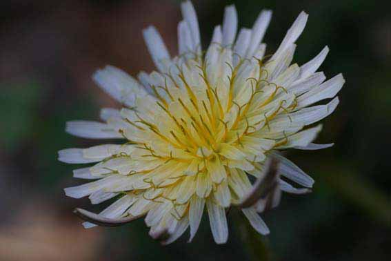 タンポポ たんぽぽ 蝦夷蒲公英 蒲公英 ぼこうえい 蒲公英根 ぼこうえいこん Taraxacum Hondoense キク科タンポポ属