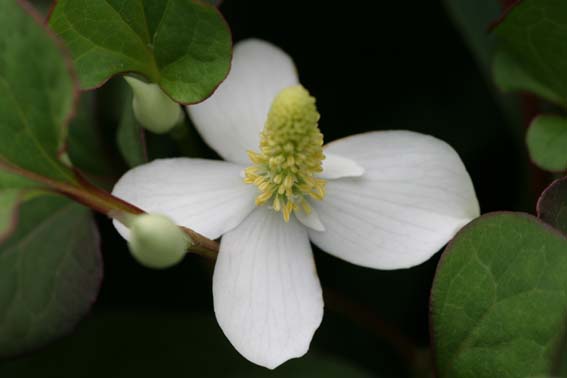 ドクダミ どくだみ 毒溜 毒痛 十薬 Houttuynia Cordata ドクダミ科ドクダミ属 苗 新潟県新潟市