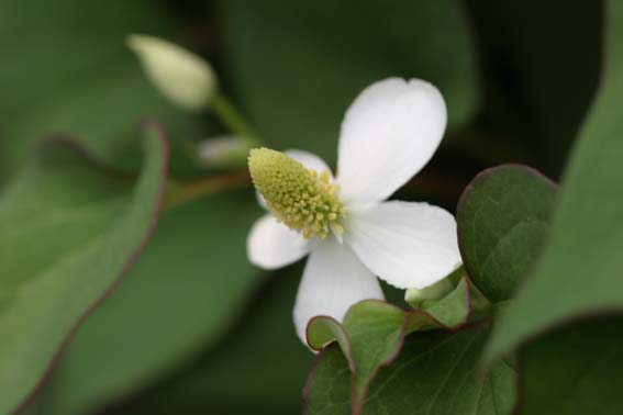 ドクダミ どくだみ 毒溜 毒痛 十薬 Houttuynia Cordata ドクダミ科ドクダミ属 苗 新潟県新潟市