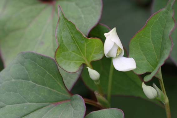 ドクダミ どくだみ 毒溜 毒痛 十薬 Houttuynia Cordata ドクダミ科ドクダミ属 苗 新潟県新潟市