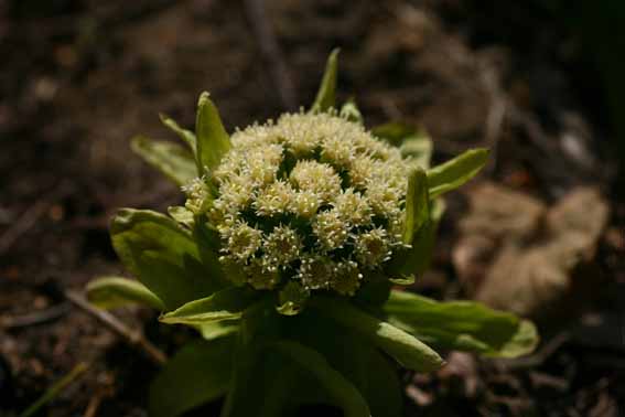 フキ ふき 蕗 蜂斗菜 ほうとさい Petasites Japonicus キク科フキ属 苗