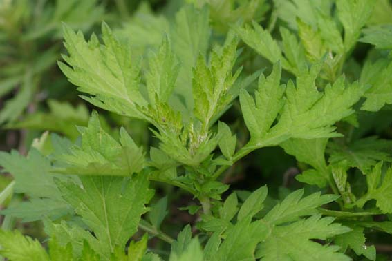 ヨモギ よもぎ 蓬 艾 艾葉 がいよう Artemisia Princeps キク科ヨモギ属