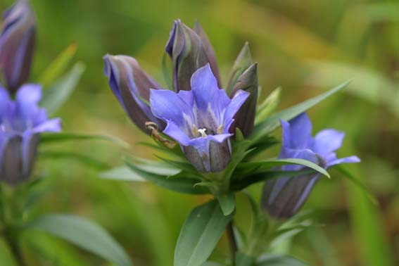 リンドウ りんどう 竜胆 竜胆 りゅうたん Gentiana Scabra Var Buergeri リンドウ科リンドウ属