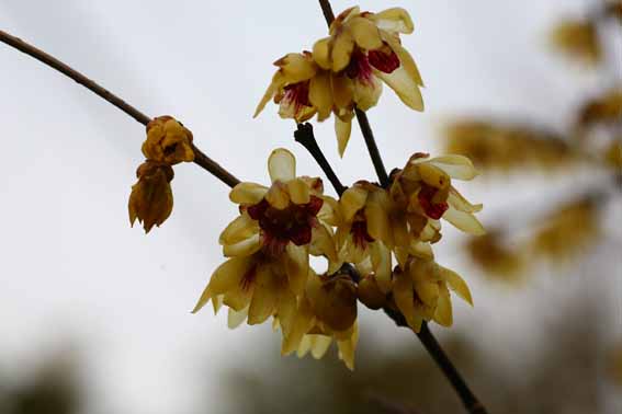 ロウバイ ろうばい 蝋梅 ろうばい Chimonanthus Praecox ロウバイ科ロウバイ属 苗