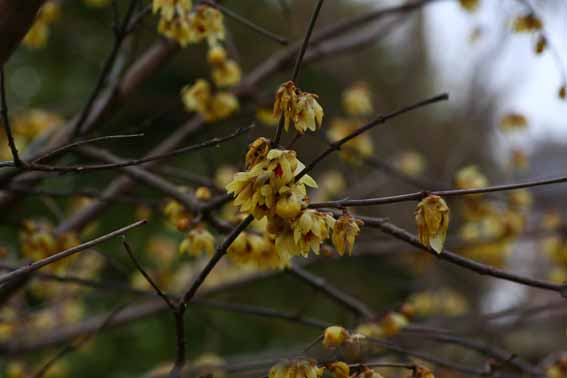 ロウバイ ろうばい 蝋梅 ろうばい Chimonanthus Praecox ロウバイ科ロウバイ属 苗